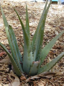 Akácméz aloe veraval