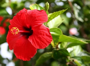 Akácméz hibiszkusszal