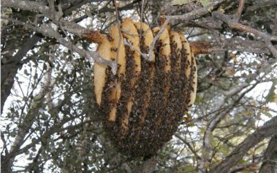 A természetes méhlakások.