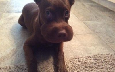 Méhek és a háziállatok