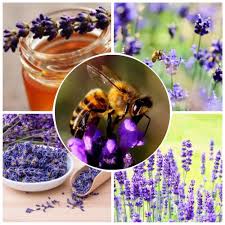 Levendula Méz