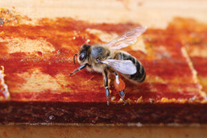 propolisz fogyasztása – cseppentés mézre (FrissMéz)